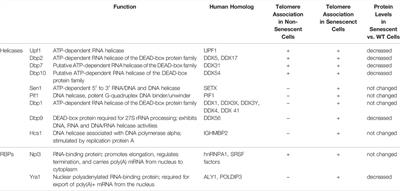 Telomere Interacting Proteins and TERRA Regulation